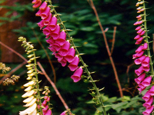 foxglove