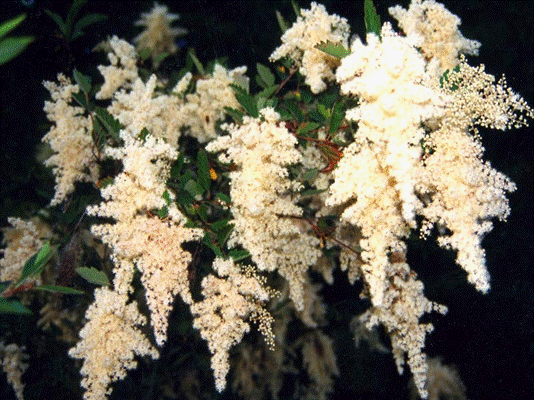 oceanspray