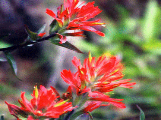 red_paintbrush