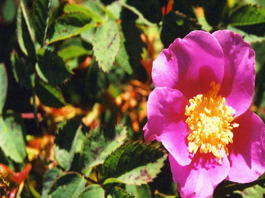nootka_rose