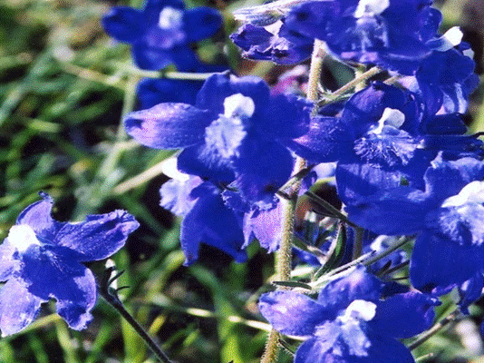 larkspur