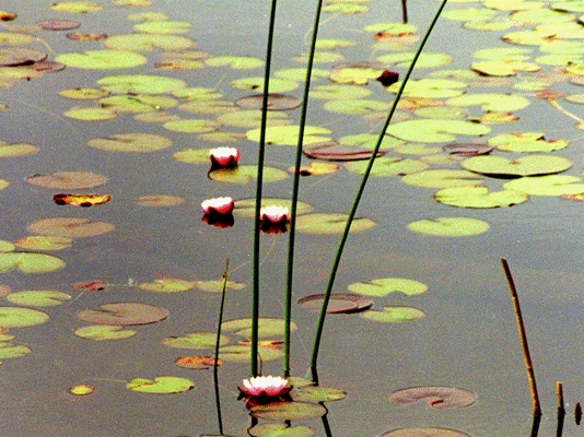 waterlilies