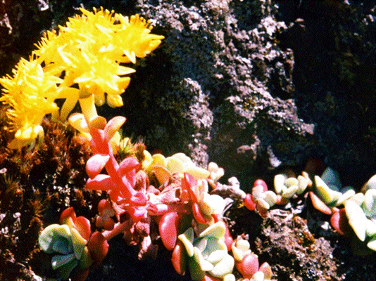 stonecrop