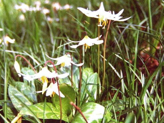 fawn_lily