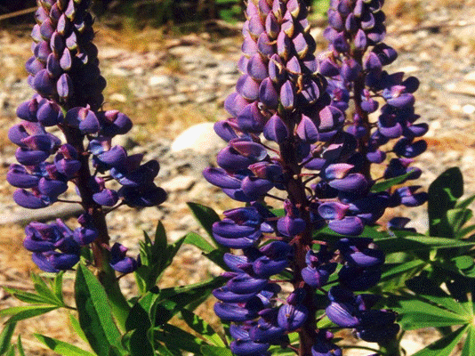 lupine