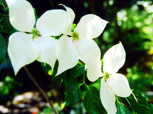 dogwood