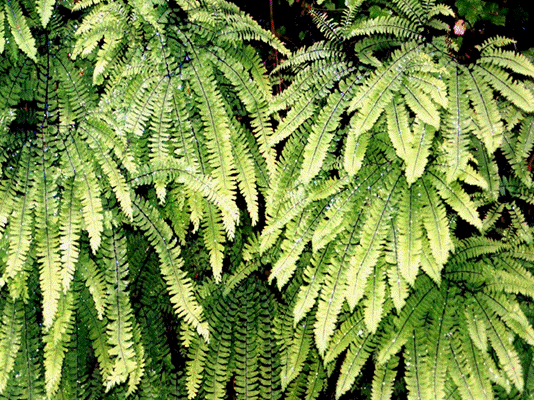 fern