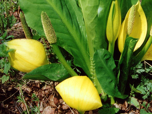 skunkcabbage